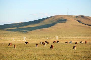 A herd of cattle are eating grass on the grassland