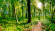 © Günter Albers - Wald in Frühling mit strahlender Sonne die durch die Bäume scheint und einem Wanderweg