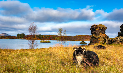 Wall Mural - Amazing sunny day on lake Myvatn, Iceland, Europe. Black sheep grazing near volcanic rock formations on volcanic lake Myvatn. Artistic picture. Beauty world. Travel concept.