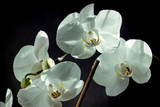 Fototapeta Kwiaty - White orchid close up on black background