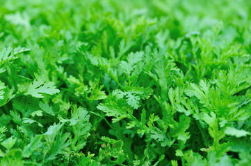 Green crown daisy in growth at vegetable garden