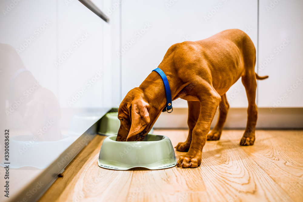 Young brown puppy dog eating from a green bowl in a white kitchen. Food bowl on ground - obrazy, fototapety, plakaty 