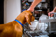 © Jnis - Curious young brown puppy dog putting his head in dish washer.