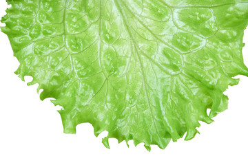 Sticker - Salad leaf. Lettuce isolated on white with clipping path