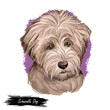 Schnoodle dog digital art illustration isolated on white.