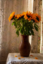 A Bright Bouquet Of Sunflowers In A Vintage Clay Jug On A Lace Tablecloth By The Curtained Window.