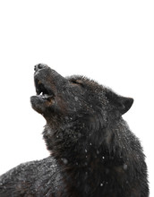 Portrait Howling Wolf Winter Isolated On A White Background.
