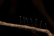 Lacewing Insect Eggs Will  Attached By Fine Filaments To The Surface Of Leavest-eggs-larvae.htm