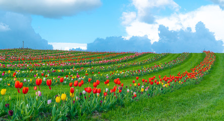 tulips in the garden