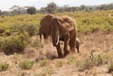 Fototapeta Do akwarium - Elephant Family Walking on Dry Grass