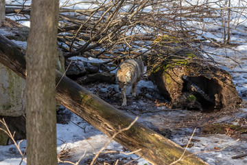 Sticker - The coyote (Canis latrans) is native animal to North America