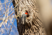 The Red-bellied Woodpecker Looking A Cavity For Nesting. The Red- Bellied Woodpecker  Is American Native Bird