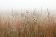 Landscape of frosted, autumn tall grass prairie in fog, Fort Custer State Park, Michigan, USA