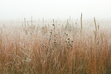 landscape of frosted, autumn tall grass prairie in fog, fort custer state park, michigan, usa