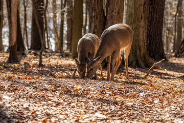 Poster - White-tailed deer in the spring forest. Natural scene from Wisconsin state forest.