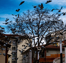 Birds And Tree