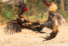Myanmar Cock Fighting Fiercely, Trained Rooster For Gamecock