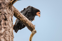A California Condor Condor Perched In A Dead Tree, Looking Down At The Camera