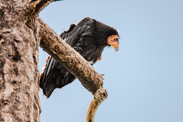 a california condor condor perched in a dead tree, looking down at the camera