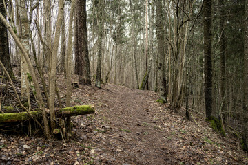 Wall Mural - naked winter forest with trees and no snow