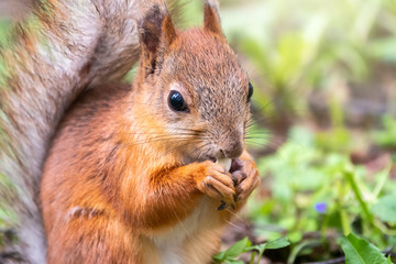 Close-up Portrait of Squirrel. Squirrel eats a nut while sitting in green grass. Eurasian red squirrel, Sciurus vulgaris