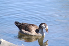 A Goose Swimming In Water Next To A Body Of Water. High Quality Photo