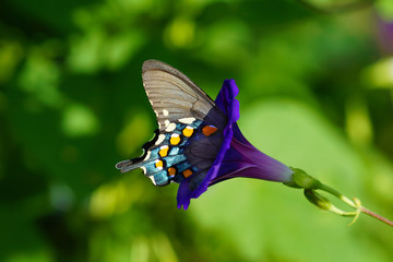 Butterfly feeding