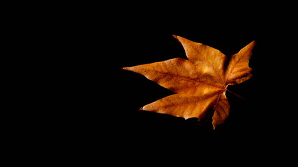 maple leaf in late autumn