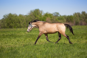 Canvas Print - Young stallion gallops in the meadows