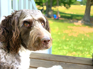 Labradoodle  mountain dog on the grass