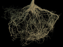 Tree Roots Isolated On Black Background