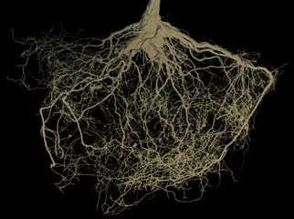 tree roots isolated on black background