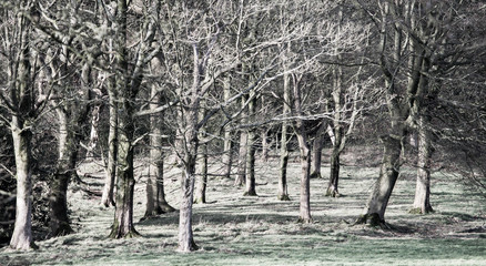  Bare trees in february
