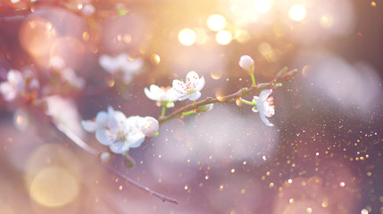 Fotomurales - Spring Nature Easter art background with blossom. Beautiful nature scene with blooming flowers tree and sun flare. Sunny day. Spring flowers. Beautiful Orchard. Abstract blurred background. Springtime