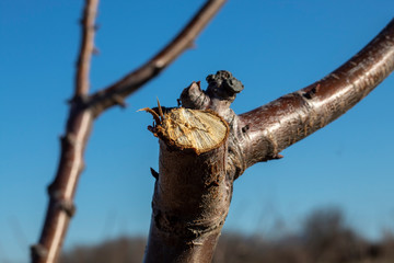 Close Up Pruned Branch on Sweet Cherry Tree 