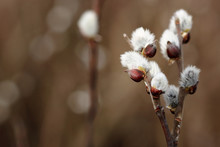 Fluffy Swollen Willow Buds On The Branches In The Spring. Springtime Nature Background