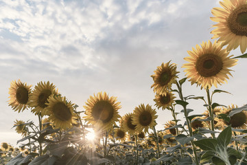 Wall Mural - Agricultural landscape with sunflowers