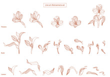 Line Art High Detalised Alstroemeria Buds And Flowers And Leaves For Botanical Natural Print