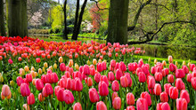 Vibrant Spring Tulip Flowers Blooming At The Picturesque Keukenhof Gardens, Netherlands