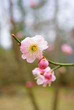 Pink Flowers Of The Ume Japanese Apricot Tree