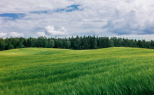 Green Open Field Covered With Grass Over Small Hills And A Forest In The Background
