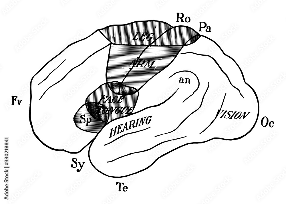 Cerebral Hemisphere Showing Localization of Function, vintage illustration
