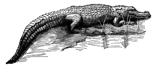 Canvas Print - Crocodile/Crocodylinae, vintage illustration.