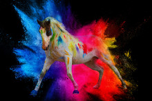 Artistic Horse With Color Holi Powder In Action