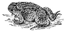 Toad, Vintage Illustration