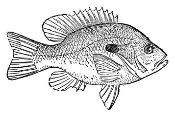 Sunfish, vintage illustration