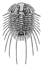 Spiny Trilobite, Vintage Illustration.