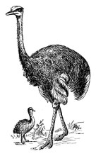 Ostrich, Vintage Illustration