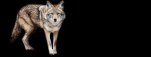 Template Of Coyote With A Black Background