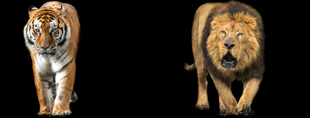 Canvas Print - template of lion and tiger with a black background